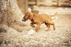 Irish Red Setter