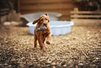 Irish Red Setter