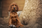 Irish Red Setter