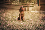 Irish Red Setter