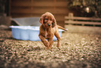 Irish Red Setter