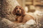 Irish Red Setter