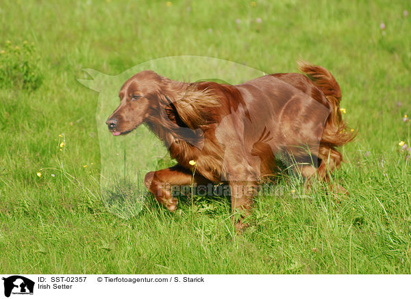 Irish Setter / Irish Setter / SST-02357