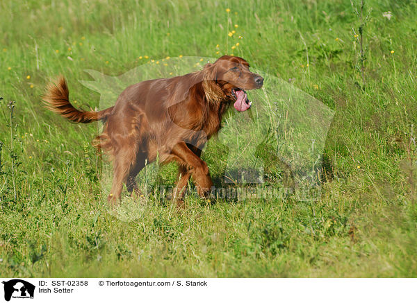 Irish Setter / Irish Setter / SST-02358