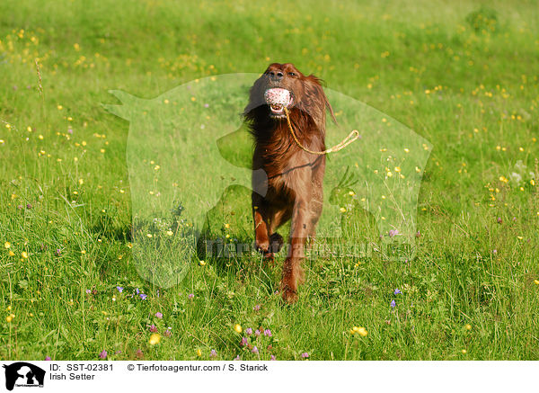 Irish Setter / Irish Setter / SST-02381