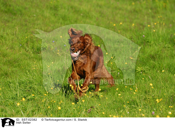 Irish Setter / Irish Setter / SST-02382