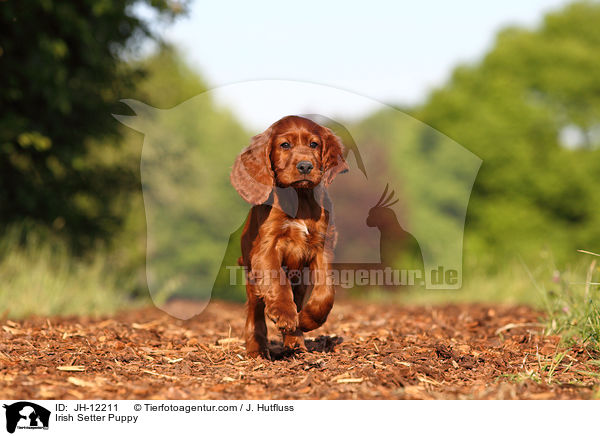 Irish Setter Welpe / Irish Setter Puppy / JH-12211