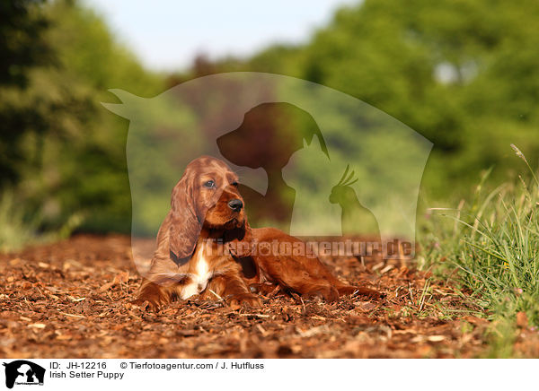 Irish Setter Welpe / Irish Setter Puppy / JH-12216