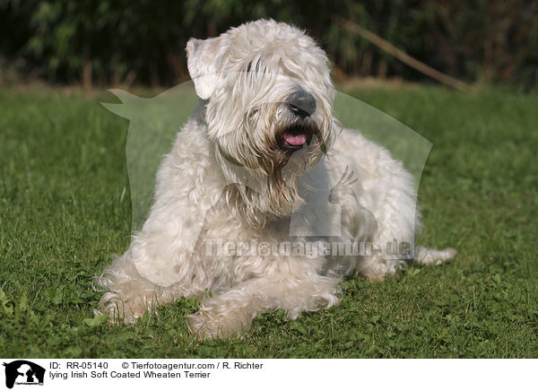 liegender / lying Irish Soft Coated Wheaten Terrier / RR-05140