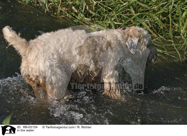 Irish Soft Coated Wheaten Terrier im Wasser / in the water / RR-05154