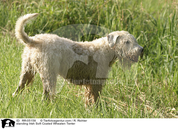 stehender / standing Irish Soft Coated Wheaten Terrier / RR-05158