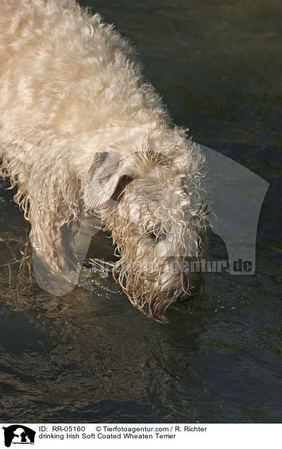 trinkender / drinking Irish Soft Coated Wheaten Terrier / RR-05160