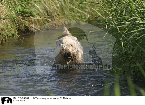 Irish Soft Coated Wheaten Terrier im Wasser / in the water / RR-05164