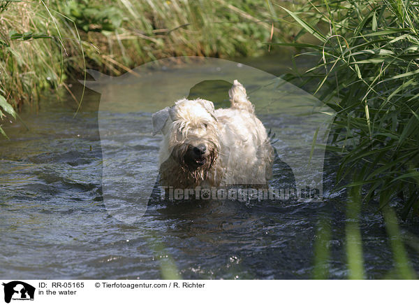 Irish Soft Coated Wheaten Terrier im Wasser / in the water / RR-05165