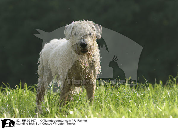 stehender / standing Irish Soft Coated Wheaten Terrier / RR-05167