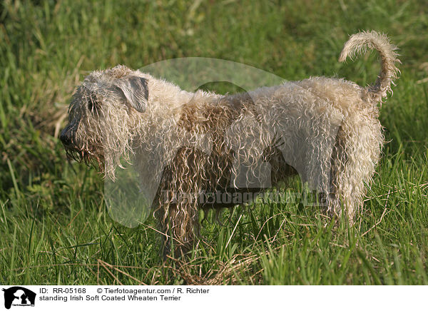 stehender / standing Irish Soft Coated Wheaten Terrier / RR-05168