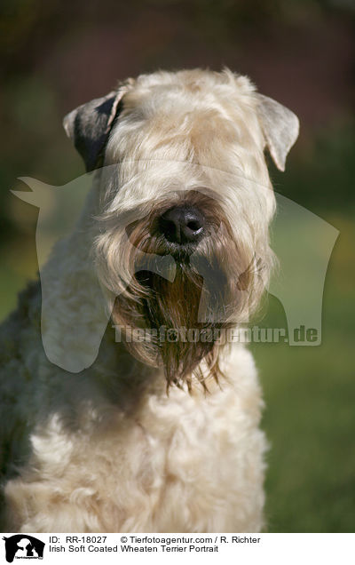 Irish Soft Coated Wheaten Terrier Portrait / Irish Soft Coated Wheaten Terrier Portrait / RR-18027