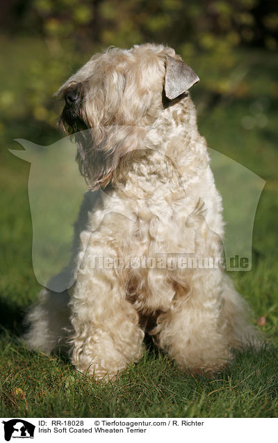 Irish Soft Coated Wheaten Terrier / Irish Soft Coated Wheaten Terrier / RR-18028