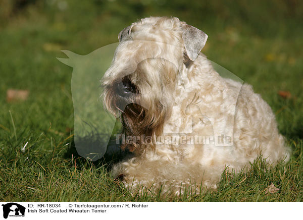 Irish Soft Coated Wheaten Terrier / Irish Soft Coated Wheaten Terrier / RR-18034