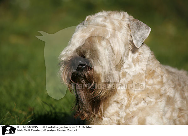 Irish Soft Coated Wheaten Terrier Portrait / Irish Soft Coated Wheaten Terrier Portrait / RR-18035