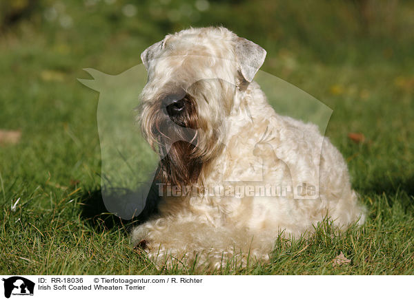 Irish Soft Coated Wheaten Terrier / Irish Soft Coated Wheaten Terrier / RR-18036