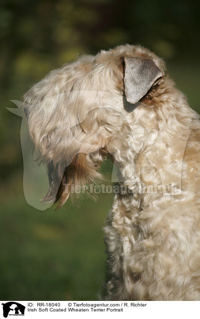 Irish Soft Coated Wheaten Terrier Portrait / Irish Soft Coated Wheaten Terrier Portrait / RR-18040
