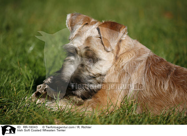 Irish Soft Coated Wheaten Terrier / Irish Soft Coated Wheaten Terrier / RR-18043