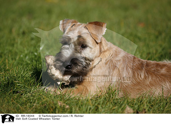 Irish Soft Coated Wheaten Terrier / Irish Soft Coated Wheaten Terrier / RR-18044