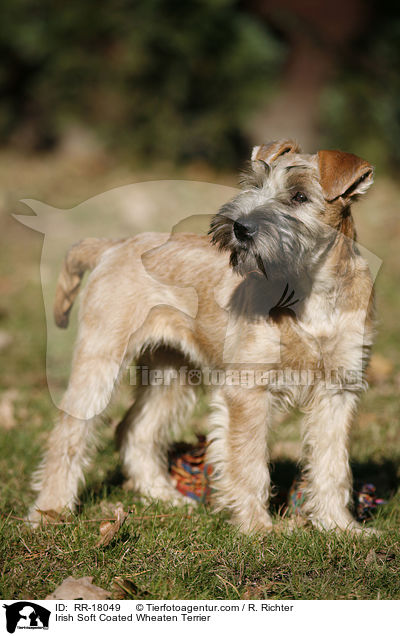 Irish Soft Coated Wheaten Terrier / Irish Soft Coated Wheaten Terrier / RR-18049