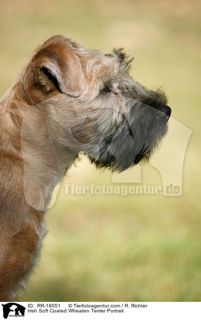 Irish Soft Coated Wheaten Terrier Portrait / Irish Soft Coated Wheaten Terrier Portrait / RR-18051