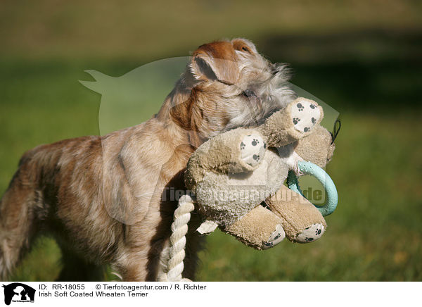 Irish Soft Coated Wheaten Terrier / Irish Soft Coated Wheaten Terrier / RR-18055