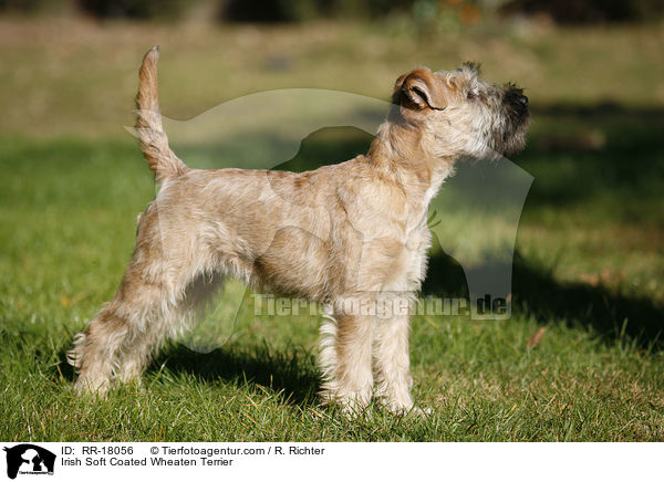 Irish Soft Coated Wheaten Terrier / Irish Soft Coated Wheaten Terrier / RR-18056