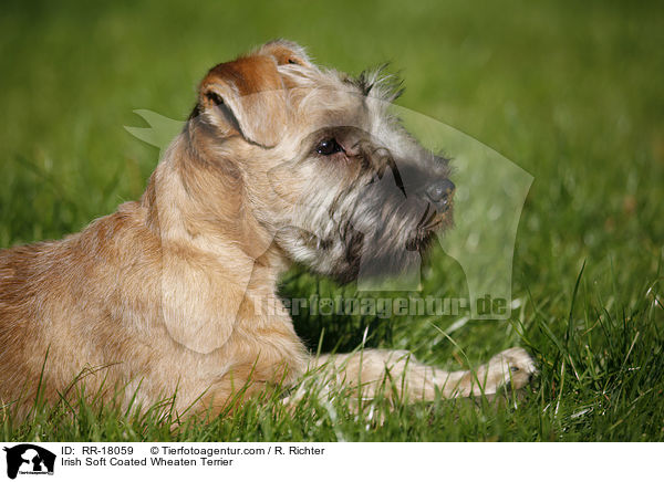 Irish Soft Coated Wheaten Terrier / Irish Soft Coated Wheaten Terrier / RR-18059