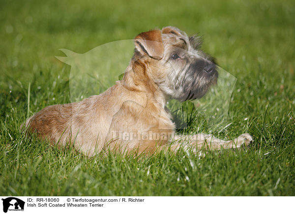 Irish Soft Coated Wheaten Terrier / Irish Soft Coated Wheaten Terrier / RR-18060