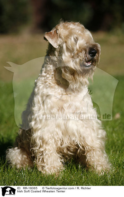 Irish Soft Coated Wheaten Terrier / Irish Soft Coated Wheaten Terrier / RR-18065