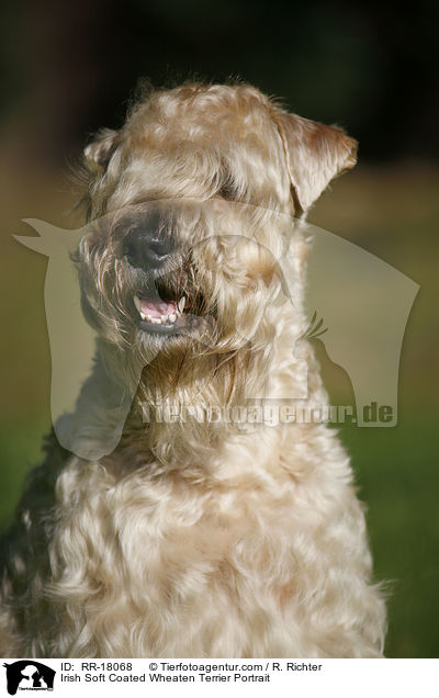 Irish Soft Coated Wheaten Terrier Portrait / Irish Soft Coated Wheaten Terrier Portrait / RR-18068