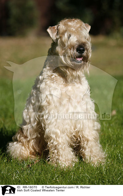 Irish Soft Coated Wheaten Terrier / Irish Soft Coated Wheaten Terrier / RR-18070