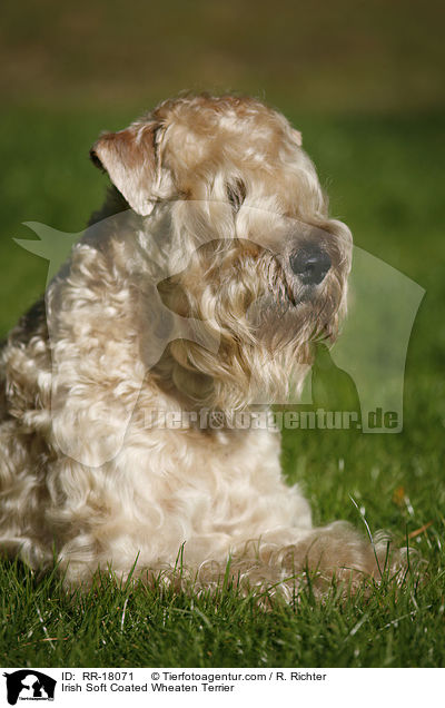 Irish Soft Coated Wheaten Terrier / Irish Soft Coated Wheaten Terrier / RR-18071