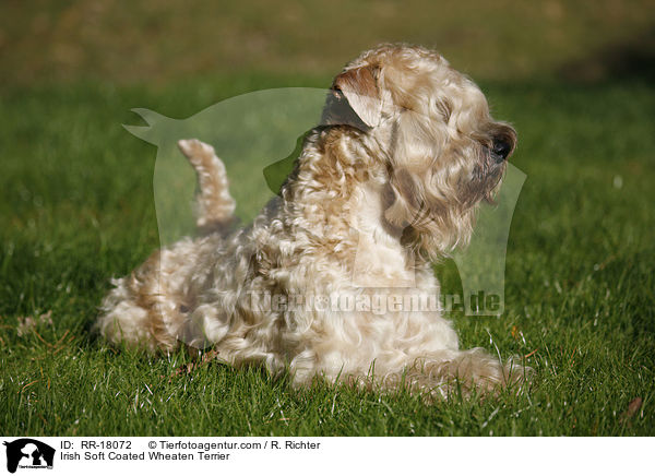 Irish Soft Coated Wheaten Terrier / Irish Soft Coated Wheaten Terrier / RR-18072
