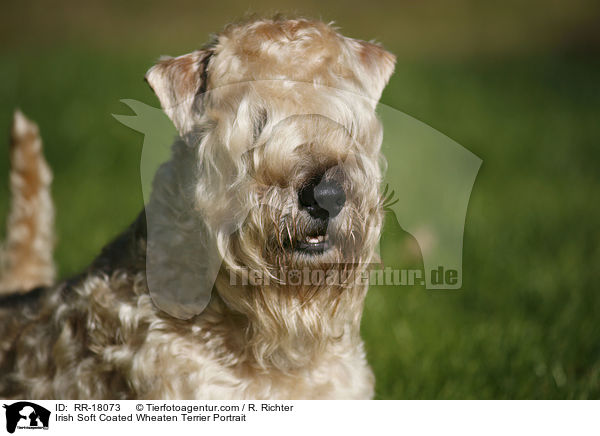 Irish Soft Coated Wheaten Terrier Portrait / Irish Soft Coated Wheaten Terrier Portrait / RR-18073