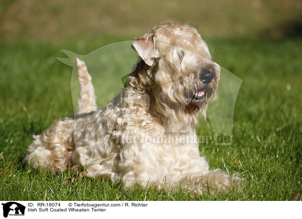 Irish Soft Coated Wheaten Terrier / Irish Soft Coated Wheaten Terrier / RR-18074