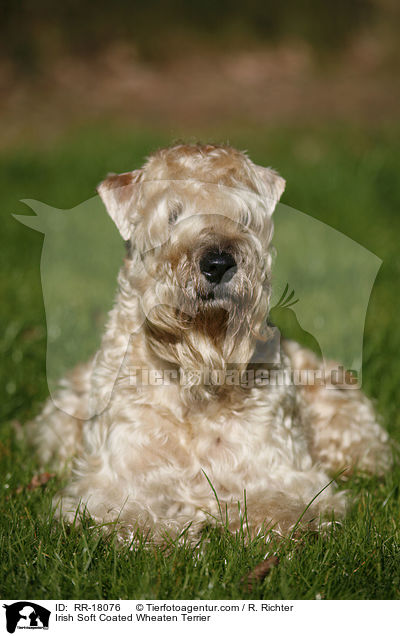 Irish Soft Coated Wheaten Terrier / Irish Soft Coated Wheaten Terrier / RR-18076