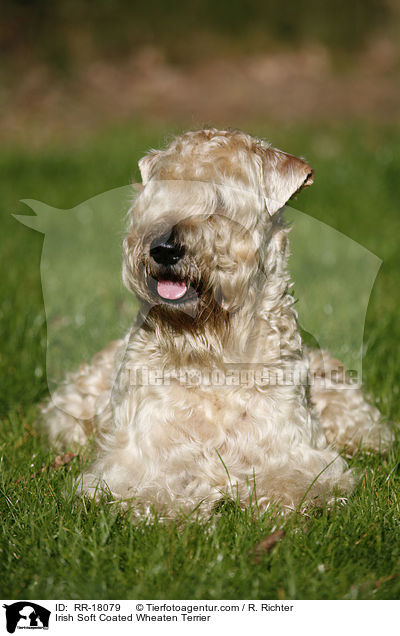 Irish Soft Coated Wheaten Terrier / Irish Soft Coated Wheaten Terrier / RR-18079