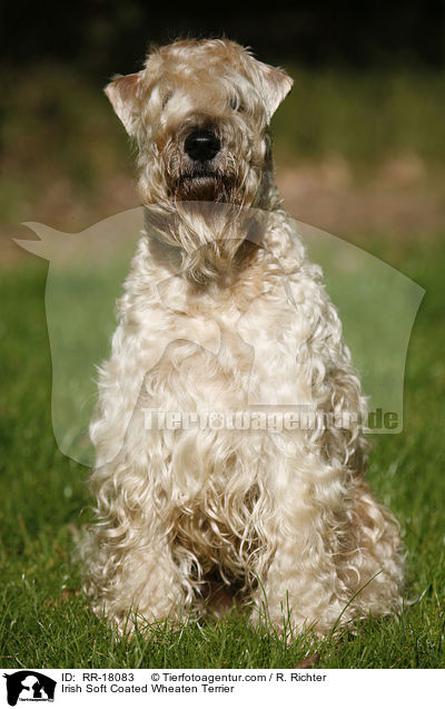 Irish Soft Coated Wheaten Terrier / Irish Soft Coated Wheaten Terrier / RR-18083