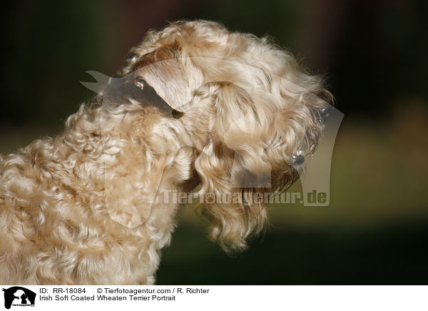 Irish Soft Coated Wheaten Terrier Portrait / Irish Soft Coated Wheaten Terrier Portrait / RR-18084