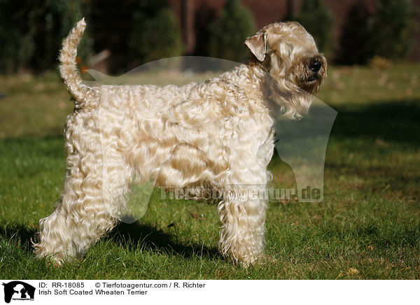 Irish Soft Coated Wheaten Terrier / Irish Soft Coated Wheaten Terrier / RR-18085