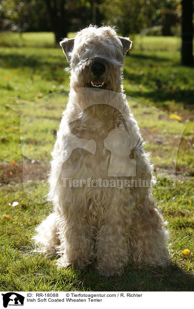 Irish Soft Coated Wheaten Terrier / Irish Soft Coated Wheaten Terrier / RR-18088