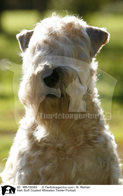 Irish Soft Coated Wheaten Terrier Portrait / Irish Soft Coated Wheaten Terrier Portrait / RR-18089