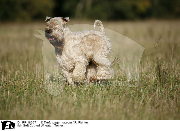 Irish Soft Coated Wheaten Terrier / Irish Soft Coated Wheaten Terrier / RR-18097
