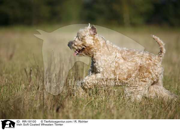 Irish Soft Coated Wheaten Terrier / Irish Soft Coated Wheaten Terrier / RR-18100